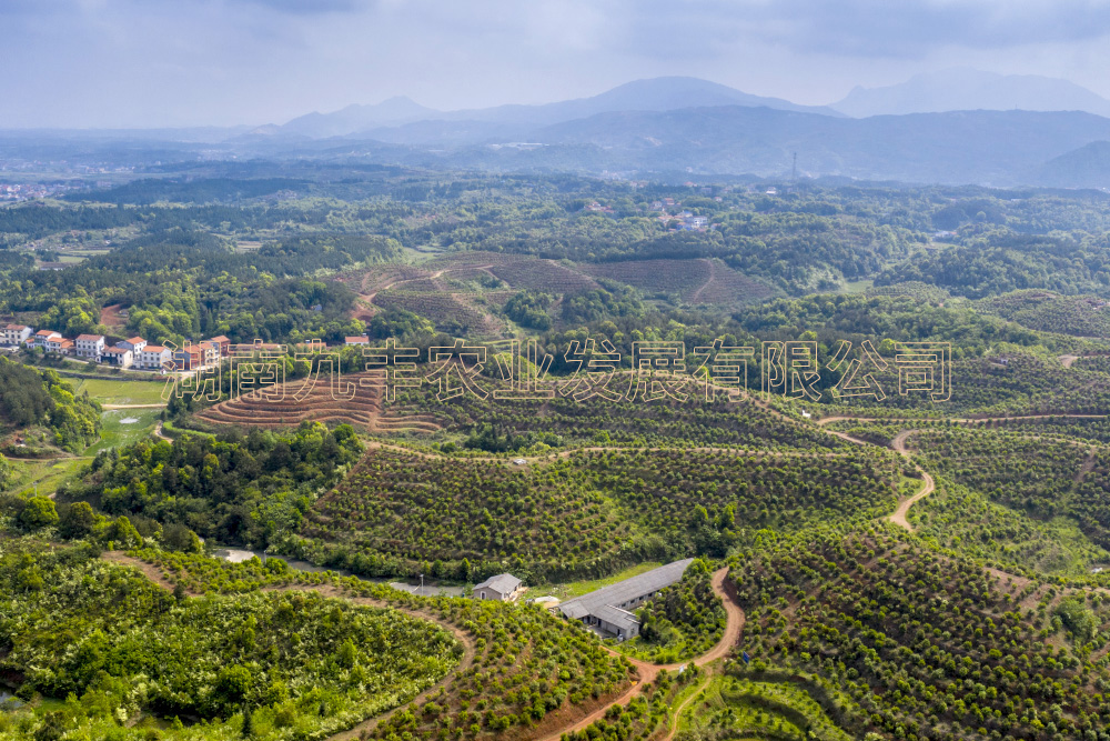 九豐農(nóng)業(yè)茶油種植基地