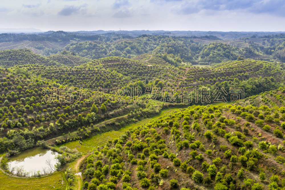 九豐農(nóng)業(yè)茶油種植基地