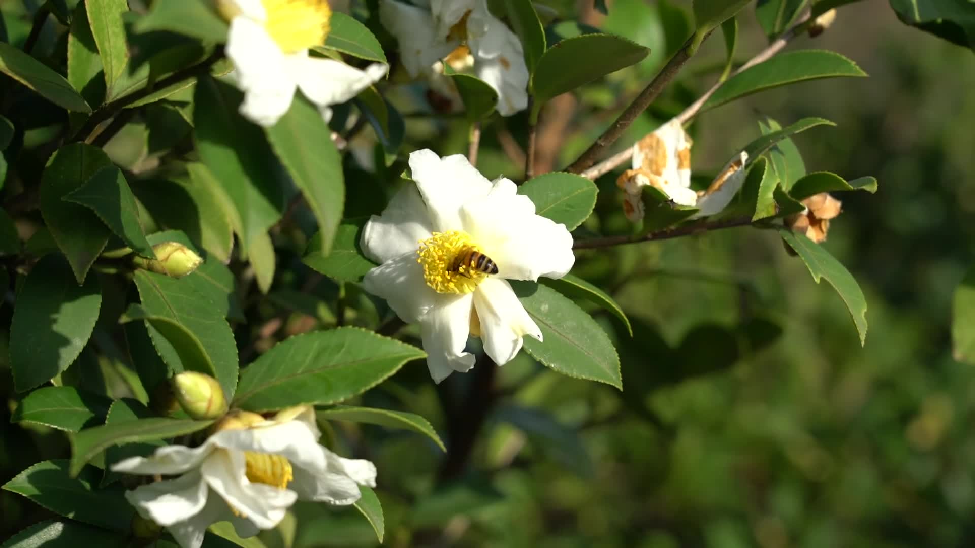 蜜蜂采茶花蜜-九豐農(nóng)業(yè)茶油種植基地