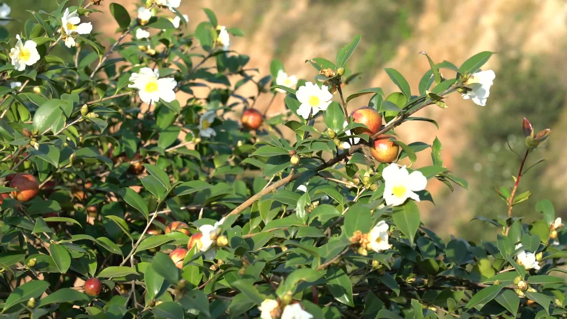 掛果開花-九豐農(nóng)業(yè)茶油種植基地