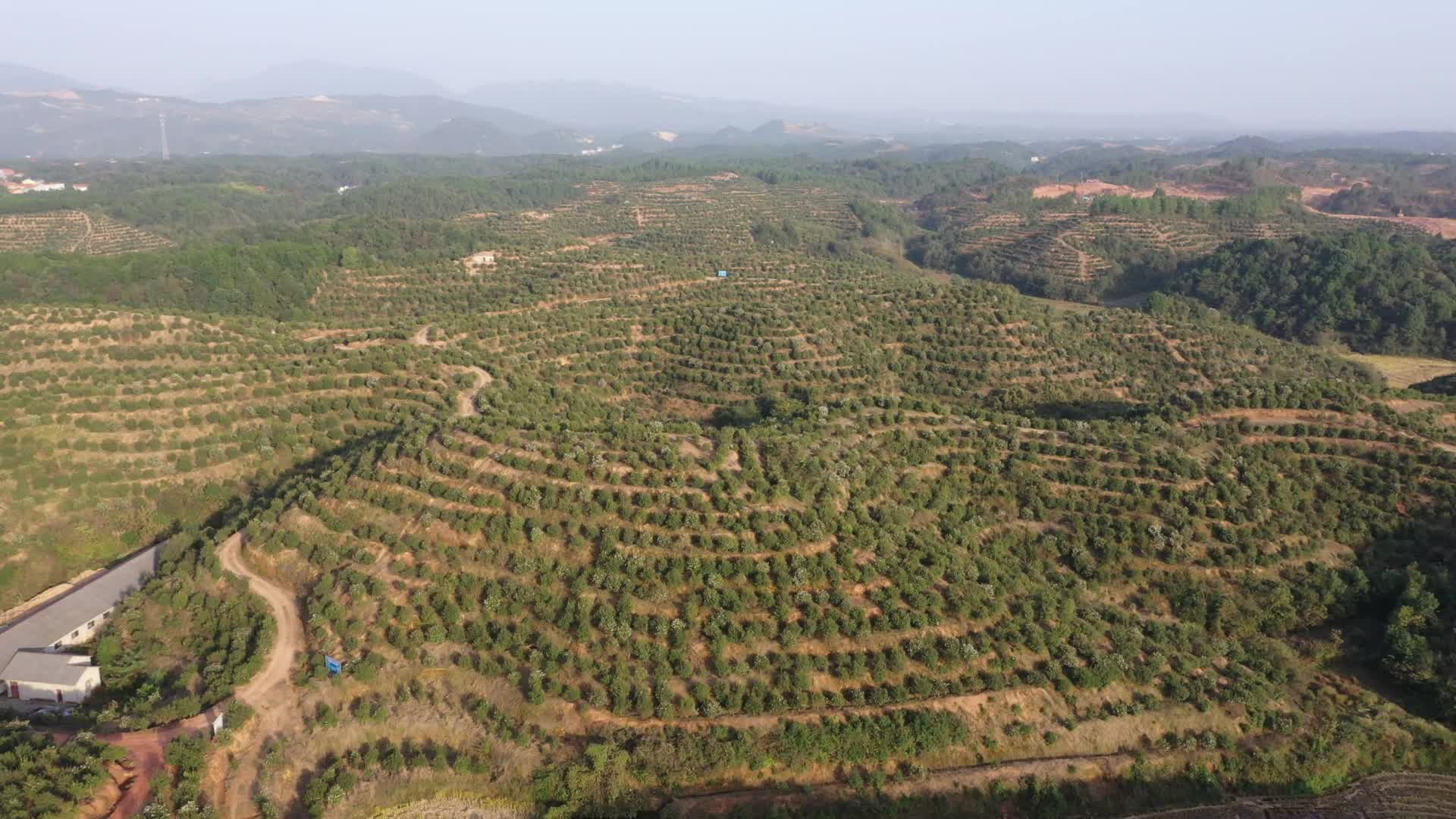 俄公塘基地-九豐農(nóng)業(yè)茶油種植基地