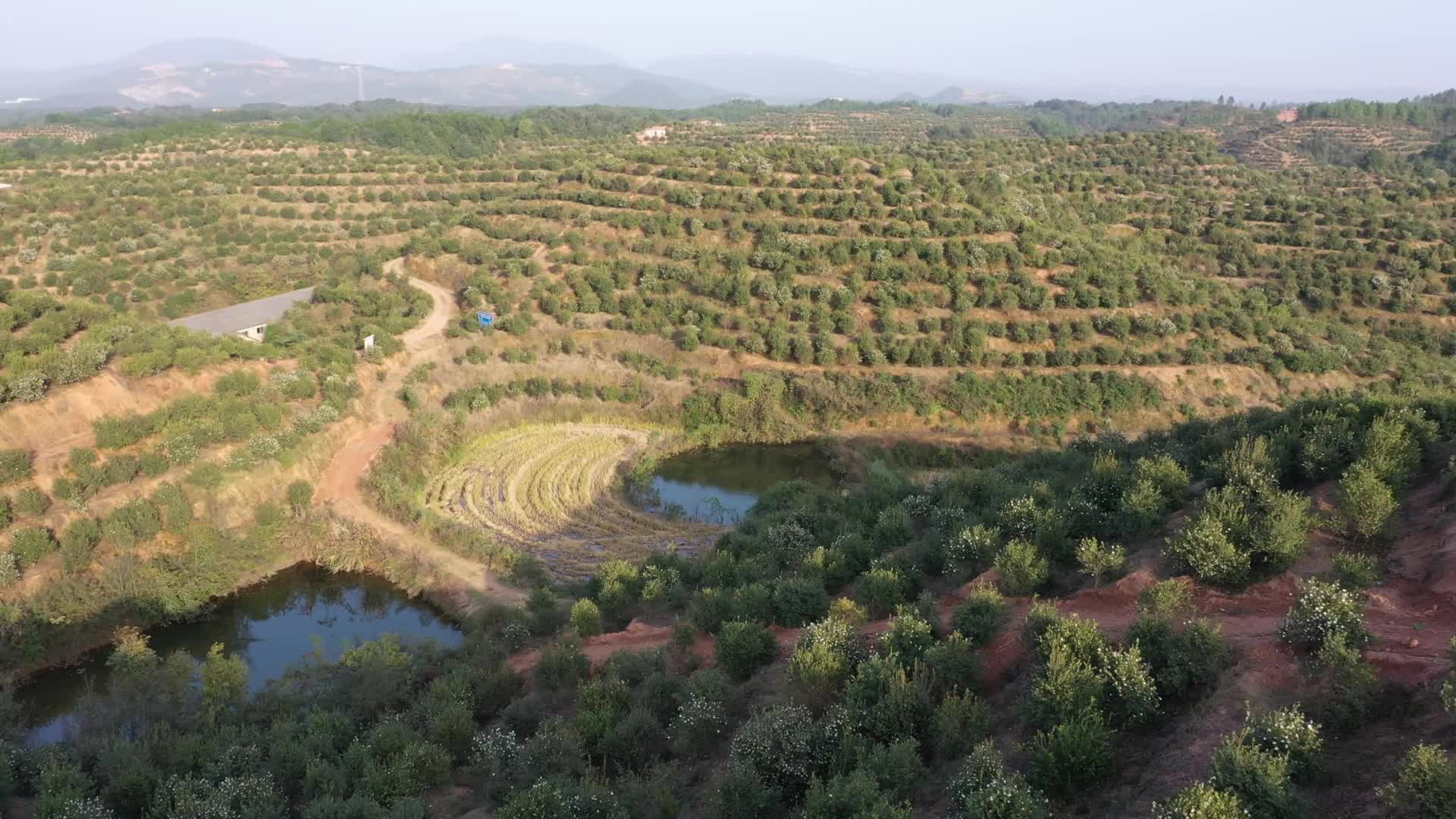 茶山一片區(qū)基地-九豐農(nóng)業(yè)茶油種植基地