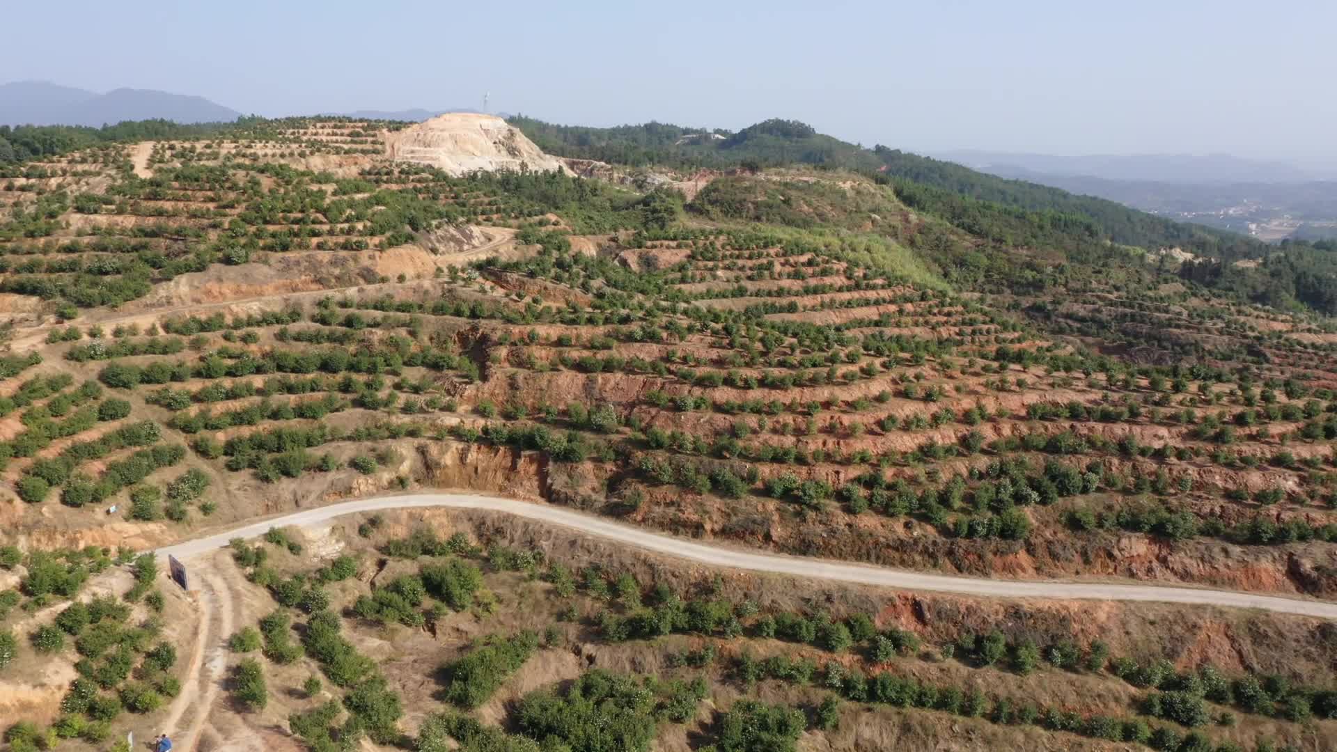 茶山一角-九豐農(nóng)業(yè)茶油種植基地