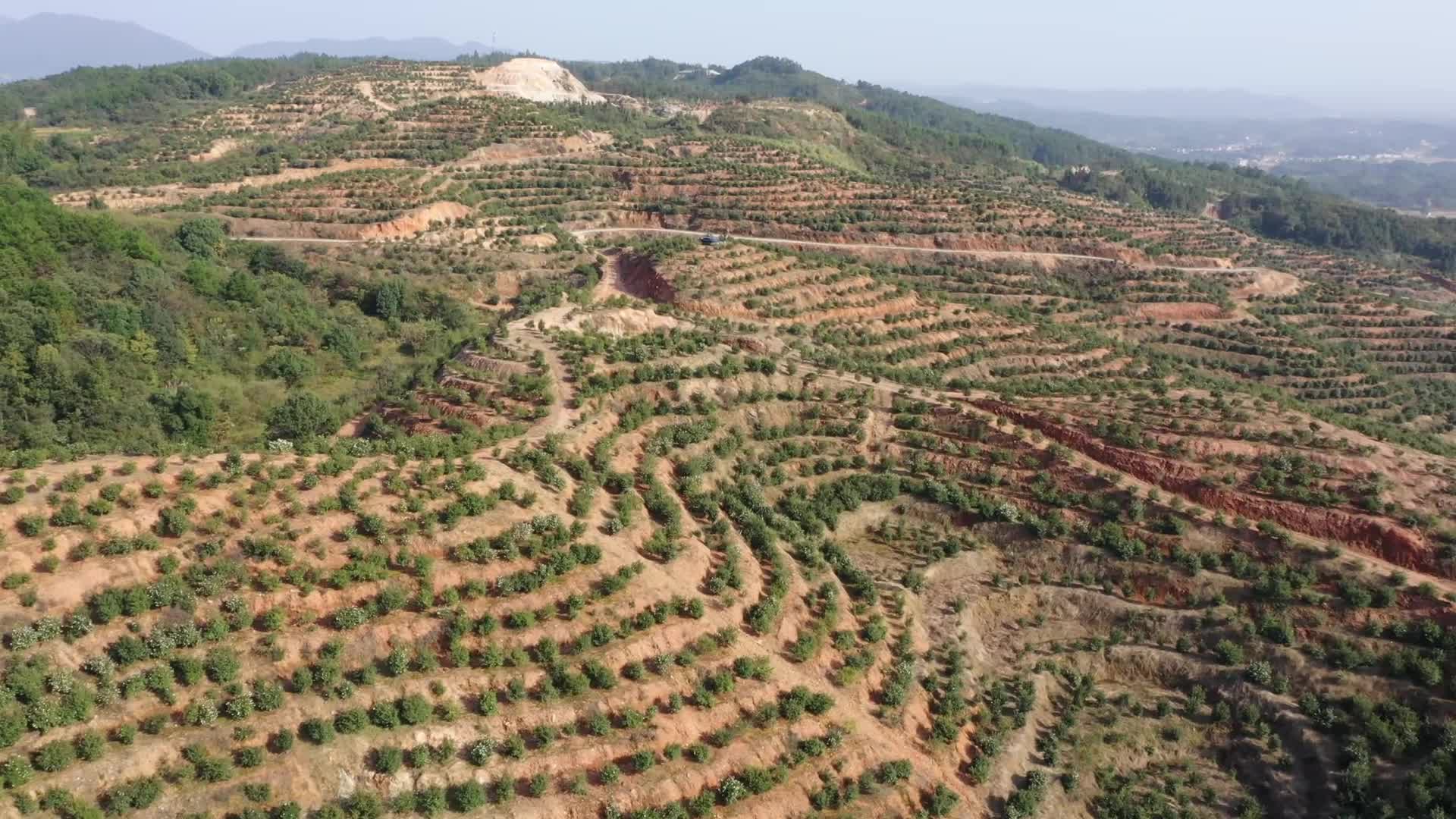 茶山二片區(qū)基地-九豐農(nóng)業(yè)茶油種植基地
