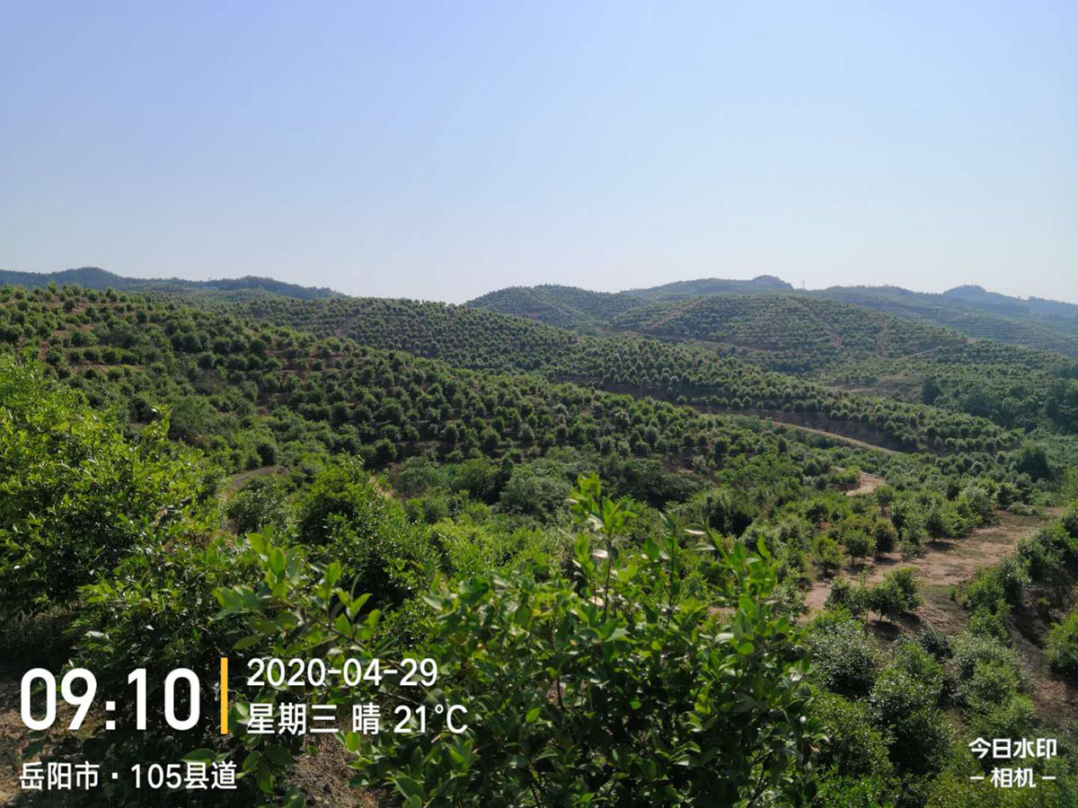 九豐農(nóng)業(yè)萬(wàn)利基地