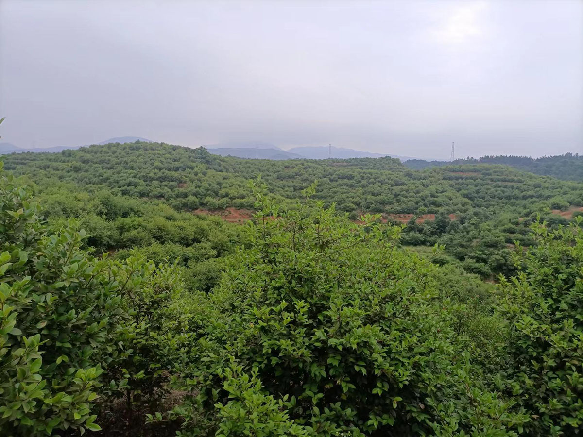 九豐農(nóng)業(yè)南沖基地