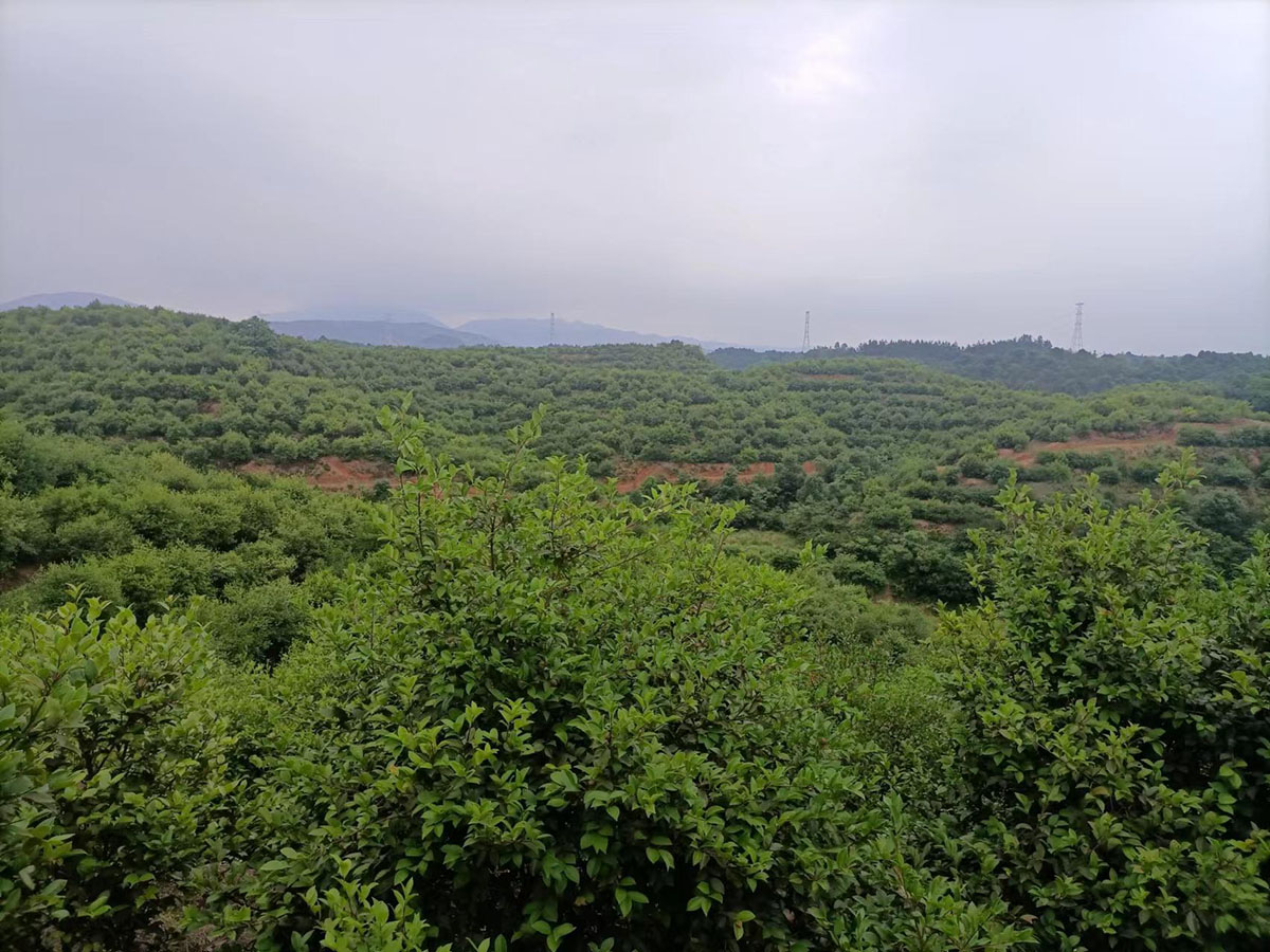 九豐農(nóng)業(yè)甘田基地