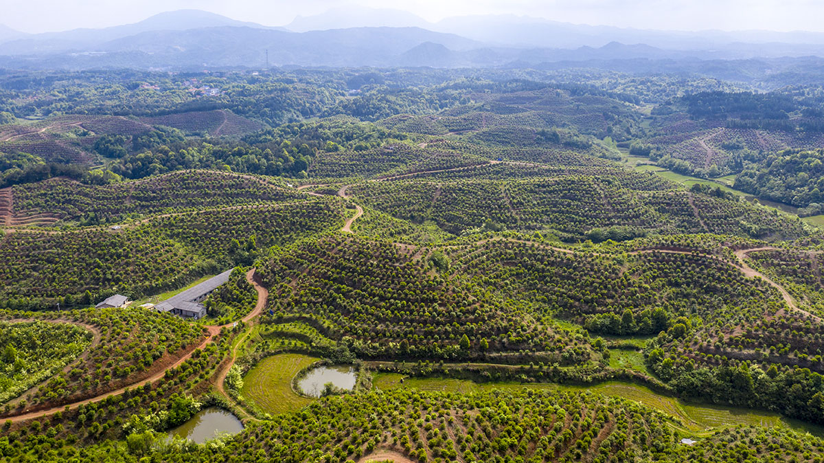 九豐農(nóng)業(yè)俄公塘基地