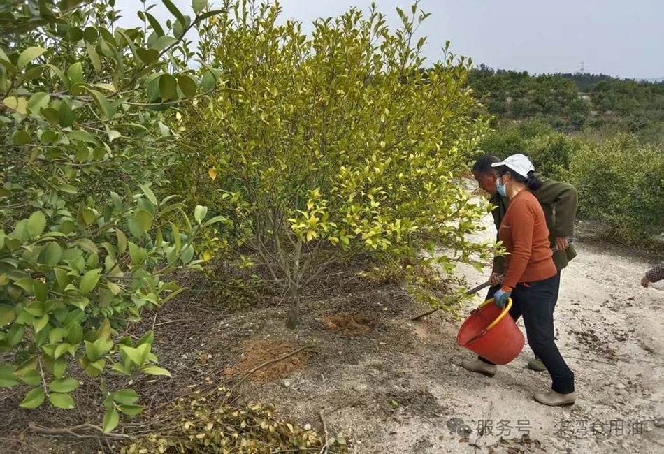 湖南九豐：油茶管護正當時，產(chǎn)業(yè)發(fā)展好春光